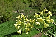90 Bei fiori gialli di Primula maggiore (Primula elatior)
